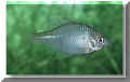 nfische_bitterling01.jpg (12384 Byte)