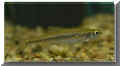 nfische_elritze01.jpg (17512 Byte)
