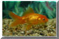 nfische_loewenkopf01.jpg (25438 Byte)