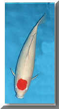 tancho_kohaku02.jpg (29764 Byte)